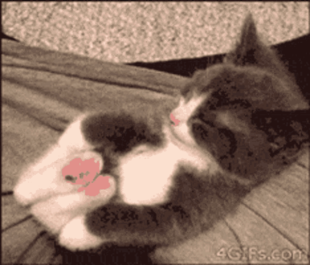 cat-gif